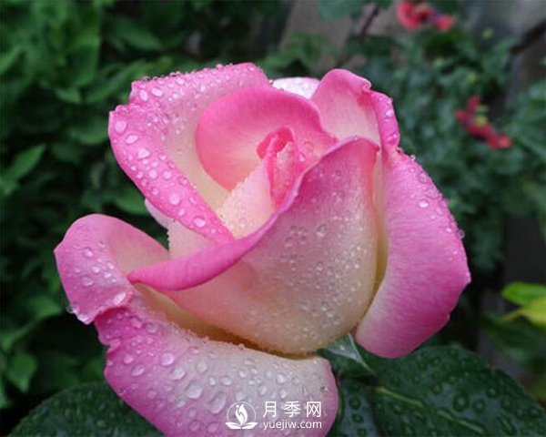 微型月季怎樣養殖可以更好的開(kāi)花(圖1)