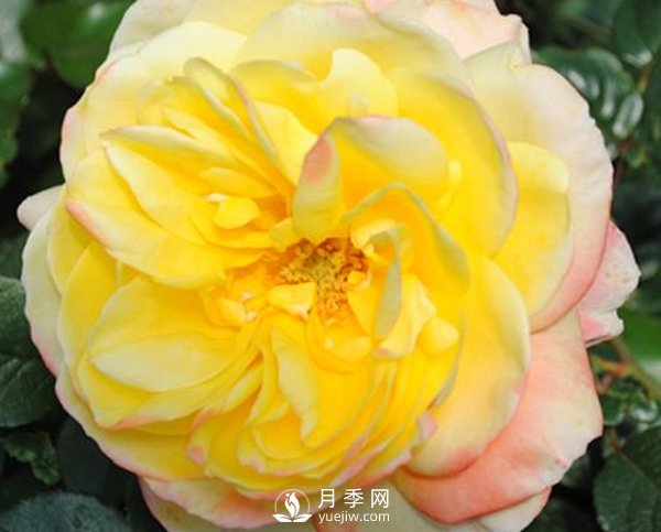 如何防治南陽(yáng)月季霉心??？(圖1)