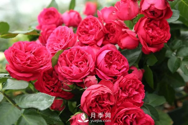 月季扦插如何防“假活”你知道嗎？(圖1)