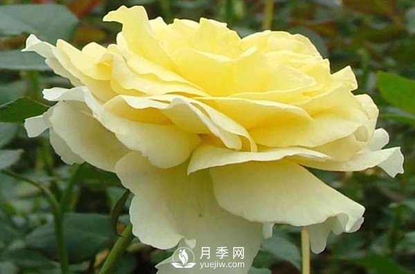 要想種好月季需要謹慎處理好哪些問(wèn)題？(圖1)