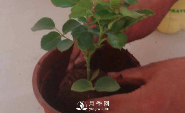 月季之鄉種植基地的月季裸根苗怎么種才能長(cháng)得好?(圖1)