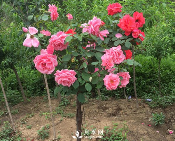 多色樹(shù)狀月季，在嫁接時(shí)候要注意的小細節(圖1)