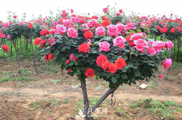 樹(shù)狀月季花都能有什么樹(shù)的樹(shù)樁可以來(lái)嫁接？(圖1)