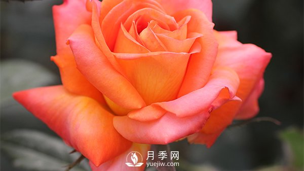 月季的播種育苗需要準備哪些內容？(圖1)
