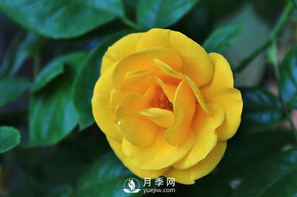 怎樣能使南陽(yáng)盆栽月季花期長(cháng)、開(kāi)大花？(圖1)