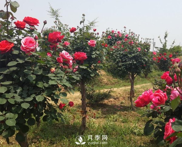 月季樹(shù)長(cháng)得好好的為什么要嫁接呢？(圖1)