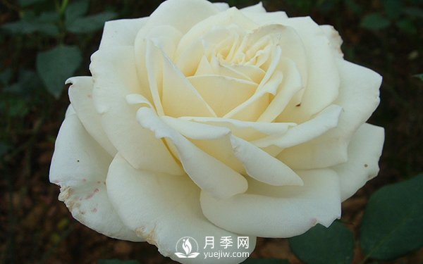 南陽(yáng)大花月季早春管理注意事項介紹(圖1)