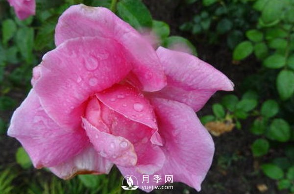 南陽(yáng)月季花想長(cháng)得好看，要學(xué)會(huì )的小技巧(圖1)