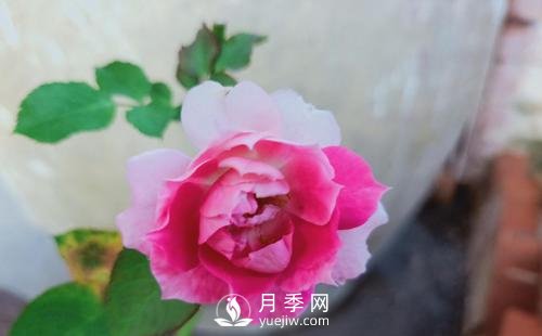 栽種南陽(yáng)月季時(shí)如何防止蒂腐病病害？(圖1)