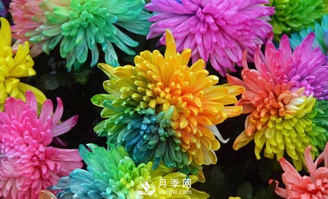 新品推薦彩虹菊，色彩鮮艷，如何養護繁殖(圖1)