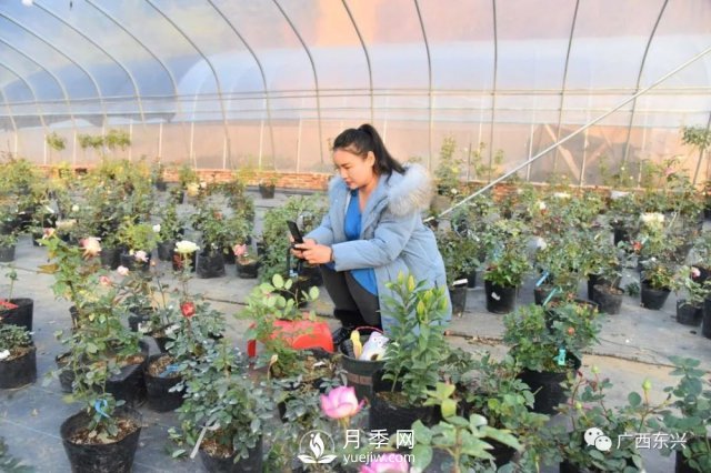 廣西防城港：網(wǎng)絡(luò )直播帶旺月季花銷(xiāo)售 推進(jìn)鄉村振興(圖1)