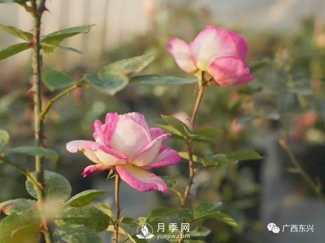 廣西防城港：網(wǎng)絡(luò )直播帶旺月季花銷(xiāo)售 推進(jìn)鄉村振興(圖3)