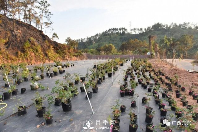 廣西防城港：網(wǎng)絡(luò )直播帶旺月季花銷(xiāo)售 推進(jìn)鄉村振興(圖2)