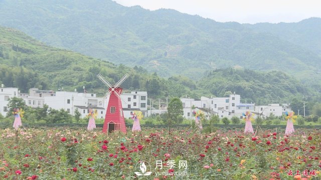 湖北通城：月季賞花經(jīng)濟打造美麗鄉村新面貌(圖4)