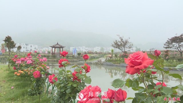 湖北通城：月季賞花經(jīng)濟打造美麗鄉村新面貌(圖2)