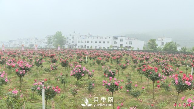 湖北通城：月季賞花經(jīng)濟打造美麗鄉村新面貌(圖3)