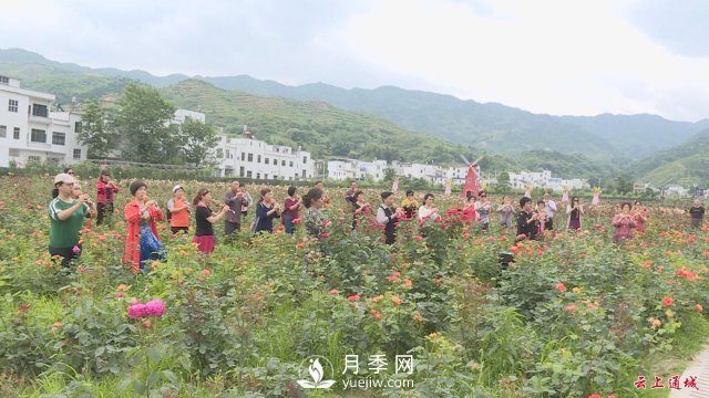 湖北通城：月季賞花經(jīng)濟打造美麗鄉村新面貌(圖1)