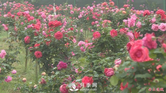 湖北通城：月季賞花經(jīng)濟打造美麗鄉村新面貌(圖5)