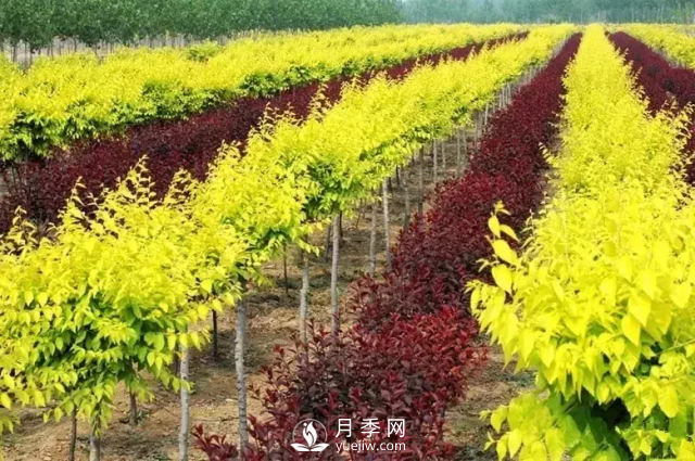 說(shuō)說(shuō)中國人自己知識產(chǎn)權的彩葉苗木，金葉榆(圖1)