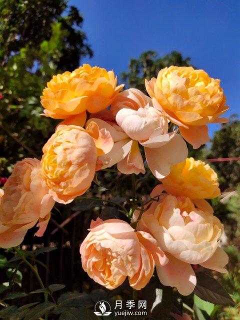 早春養月季，做好三方面養護，生長(cháng)開(kāi)花不用愁(圖1)