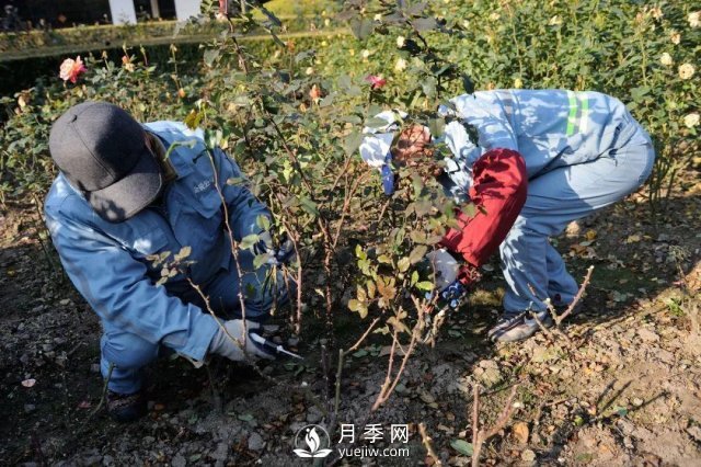 月季養護12個(gè)月計劃表，按照這個(gè)養，月季花園不是夢(mèng)(圖1)