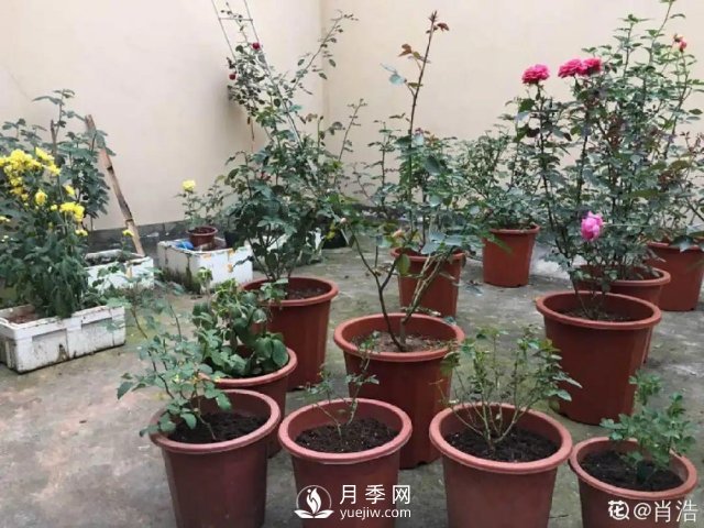 月季養護12個(gè)月計劃表，按照這個(gè)養，月季花園不是夢(mèng)(圖3)