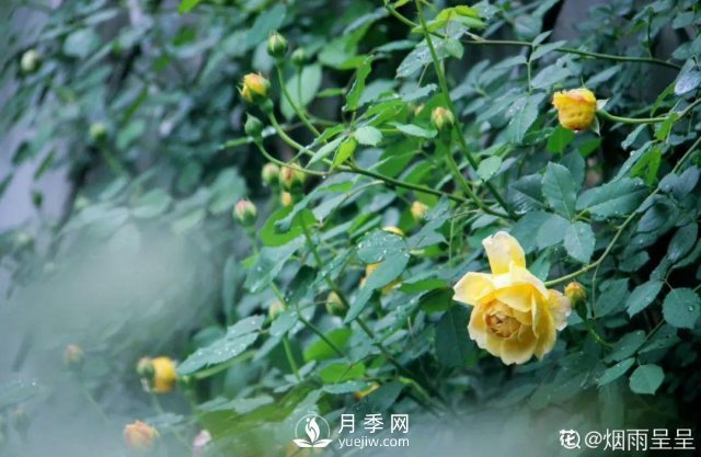 月季養護12個(gè)月計劃表，按照這個(gè)養，月季花園不是夢(mèng)(圖6)