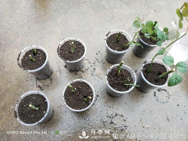 月季養護12個(gè)月計劃表，按照這個(gè)養，月季花園不是夢(mèng)(圖5)