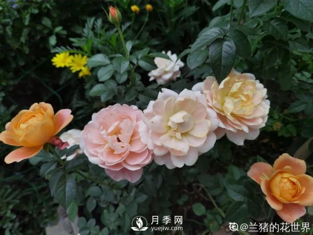 月季養護12個(gè)月計劃表，按照這個(gè)養，月季花園不是夢(mèng)(圖7)