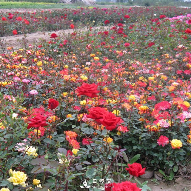 怎樣養好月季花？石橋月季告訴你(圖1)
