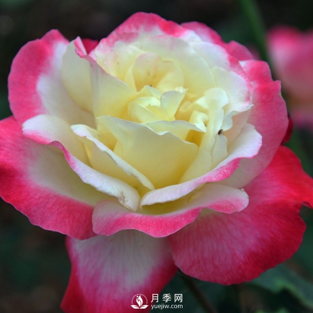 月季扦插有什么技巧？南陽(yáng)月季告訴你(圖1)