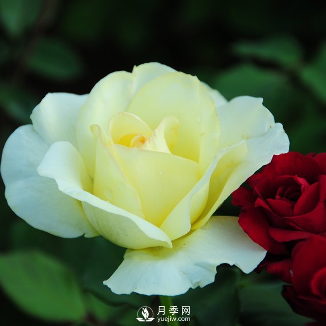 石橋月季的植物文化，它有怎樣的來(lái)歷？(圖1)