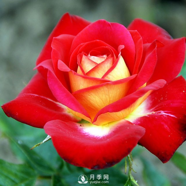 月季花與家居怎么搭配好？南陽(yáng)月季告訴你(圖1)