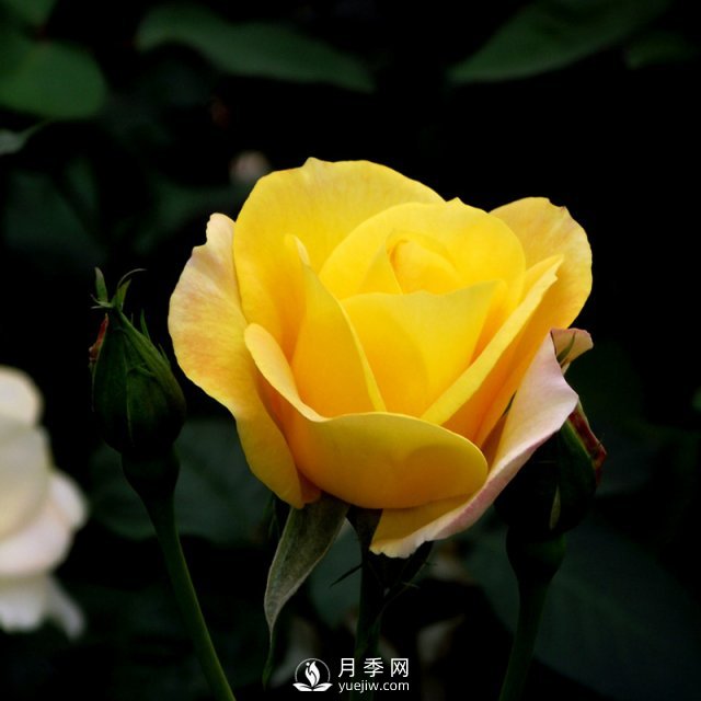 南陽(yáng)月季批發(fā)商給大家淺談微型月季的栽培與養護(圖1)
