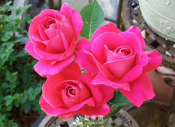 月季栽培成長(cháng)時(shí)間的辦理(圖1)
