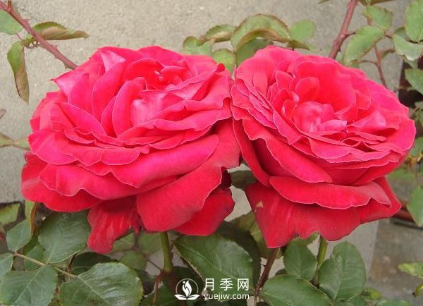 月季炭疽病的防治方法有哪些？(圖1)