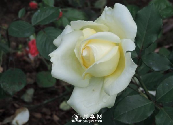 月季早衰癥的防治(圖1)