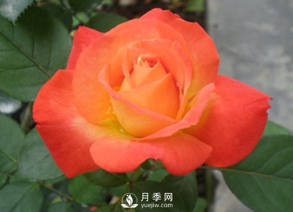 月季苗怎么移栽定植(圖1)