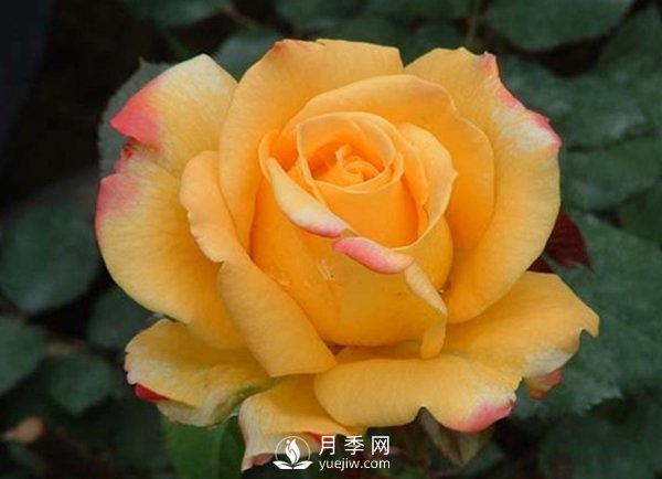 月季保護病害：寒害(圖1)