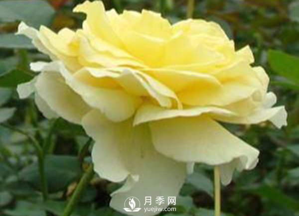 月季成長(cháng)中后期病蟲(chóng)害防治 丸子(圖1)
