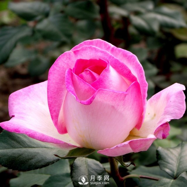 月季基地教您幾招月季花修剪的小妙招！快來(lái)看看吧！(圖1)