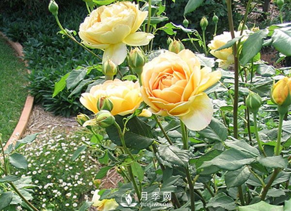 藤本月季花怎樣才能長(cháng)強變壯呢？(圖1)