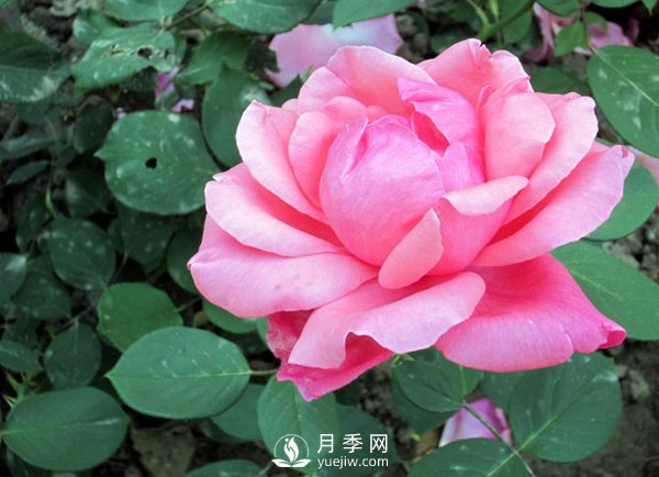 藤本月季的養殖方法有哪些？(圖1)