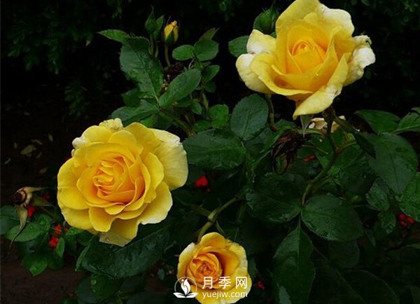 月季的栽培分為設施栽培和露地栽培兩種(圖1)