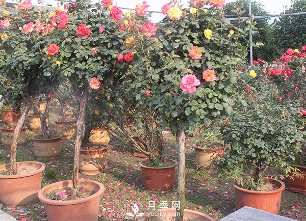 月季花生長(cháng)季節不同修剪的方式也不同！(圖1)
