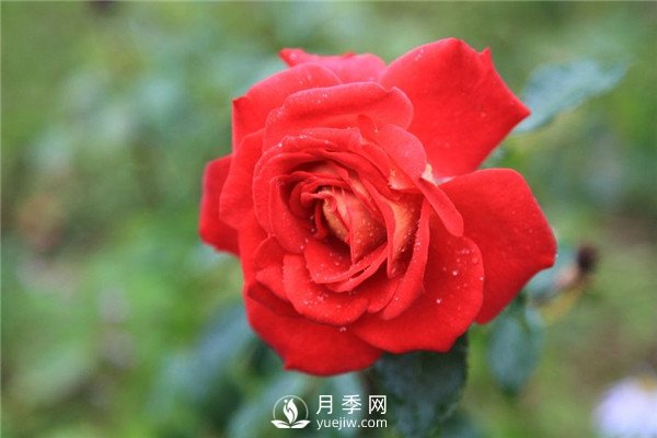 北京紅月季，國月豐花月季推薦(圖2)