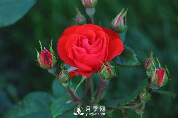 北京紅月季，國月豐花月季推薦(圖1)