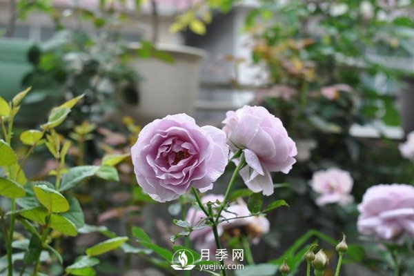 藍色風(fēng)暴月季Shinoburedo月季(圖2)