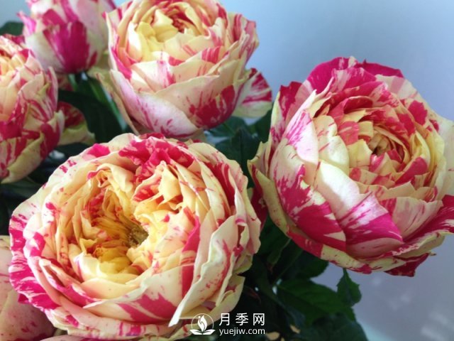 夏天養殖月季花選擇什么品種呢？(圖1)