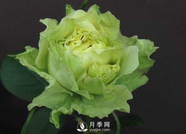 注意：月季養護不當會(huì )變得越來(lái)越小(圖1)